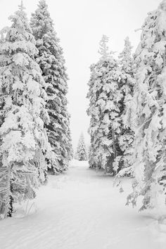 a man riding skis down a snow covered slope next to tall pine tree's