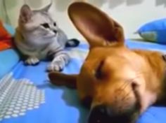 a dog and cat laying on top of a bed