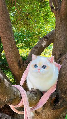 a white cat sitting in a tree with a pink ribbon around it's neck