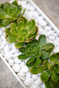 three succulents are in a white container with rocks and pebbles on the ground