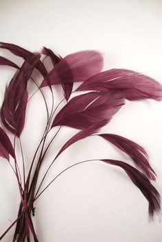 some very pretty purple feathers on a white surface