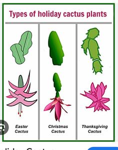 four types of holiday cactus plants in different colors and sizes, with the words christmas cactus on