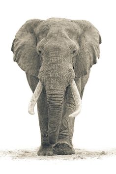 an elephant with tusks standing in front of a white background and looking at the camera