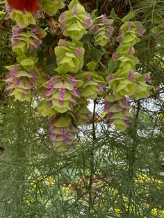 purple and green flowers hanging from a tree