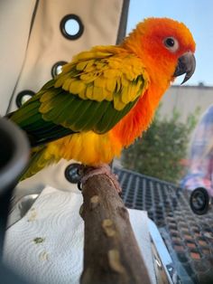 a colorful bird sitting on top of a wooden branch next to a person in the background