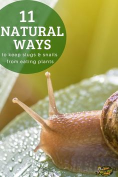 a snail with the words 11 natural ways to keep slug's snails from eating plants