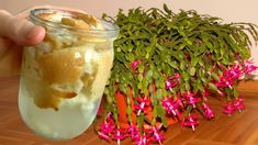 a person holding a glass with something in it next to a potted plant and pink flowers