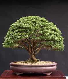 a bonsai tree in a pot on a table