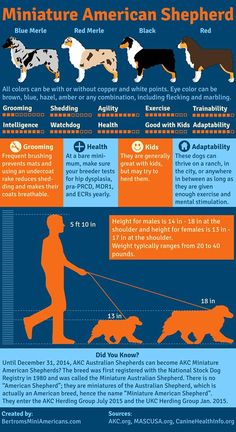 an info sheet with different types of dogs and their names in orange, blue, and black