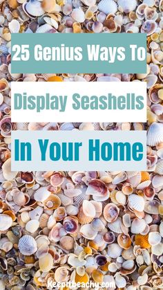 seashells with the words 25 genius ways to display seashells in your home