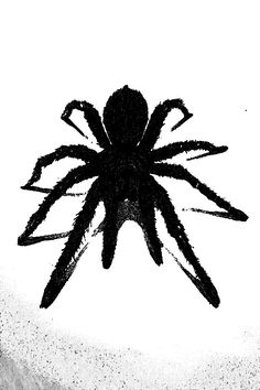 a black and white photo of a spider