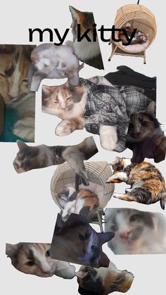 a collage of cats laying on top of each other with the words my kitty above them