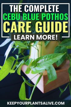 the complete cebu blue pothos care guide learn more