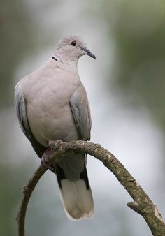 a bird sitting on top of a tree branch