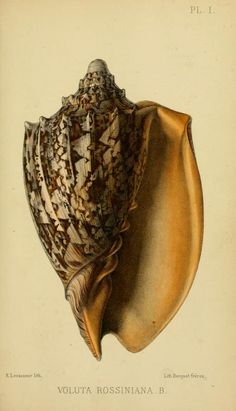 an antique illustration of a sea shell