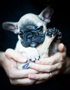 a small dog is being held in someone's hands with it's paws