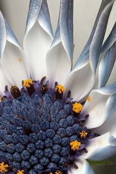 a large white and blue flower with yellow stamens on it's center