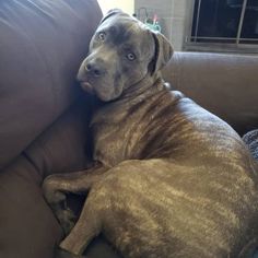 a large brown dog laying on top of a couch