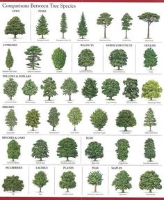 the different types of trees and their names are shown in this chart, which shows how many