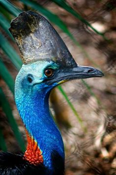 a close up of a bird with a hat on it's head