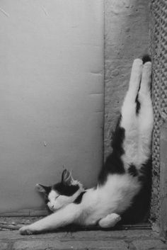 a black and white cat laying on it's back next to a wall with its paws up