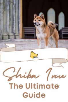 a dog standing on top of a stone floor next to a white sign that says shiba inn the ultimate guide