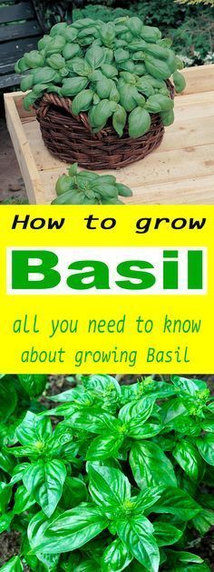 how to grow basil from a single plant in a garden or yard with text overlay that reads, how to grow basil from a single plant