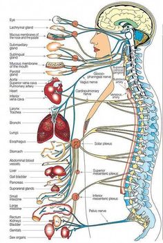 Dr. Vikki Petersen is a Certified Clinical Nutritionist, Certified Functional Medicine Practitioner, Doctor of Chiropractic, public speaker and international... Essential Oils For Vertigo, Vertigo Remedies, Psoas Release, Eo Blends, Diffuser Oils, Clinical Nutritionist, Essential Oils For Babies, Doctor Of Chiropractic, Pain Relief Remedies