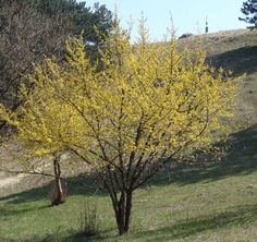 a tree with yellow flowers in the middle of a grassy area next to a hill