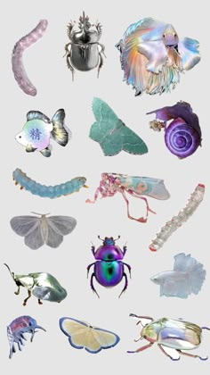 many different types of insects on a white background