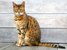 a cat sitting on the ground in front of a wooden wall and looking at the camera