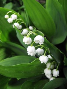 a bunch of white flowers with green leaves