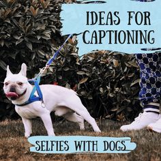 This is a collection of the best captions you can use on your selfies with dogs. Dog Selfie Captions, Dog Captions For Insta Funny, Dog Captions Instagram Cute, Selfies With Dogs, Dogs Captions Instagram Cute, Best Captions For Selfies