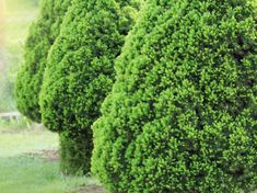 several green bushes are lined up in the grass