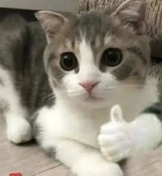 a grey and white cat sitting on the floor with its paw up in front of it