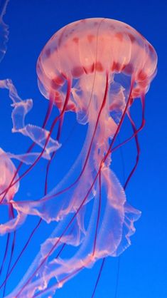 a group of jellyfish swimming in the ocean