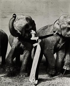 an old black and white photo of some elephants