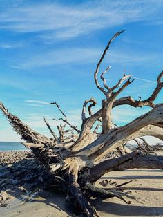 a tree that has fallen down on the beach with water in the back ground and blue sky above it