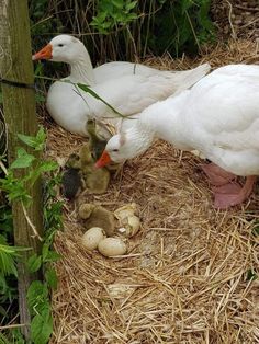 two white ducks and one duckling are in the hay