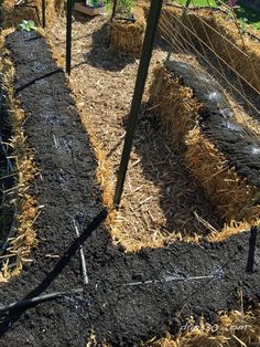 the garden is ready to be planted and put into the ground with straw in it