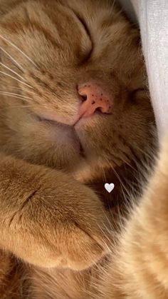 an orange cat sleeping with its eyes closed