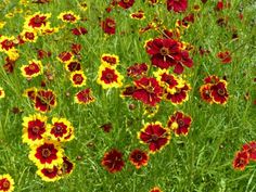 many red and yellow flowers in the grass