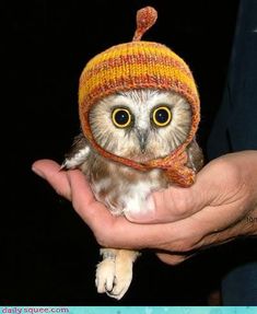 an owl wearing a knitted hat with the caption happy birthday i hope it's a real hoot