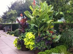 a garden filled with lots of different types of flowers and plants next to each other