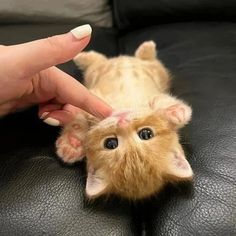 a small orange kitten laying on top of a black leather couch being petted by someone's hand