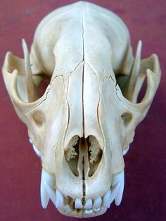 an animal's skull is shown with the lower jaw missing