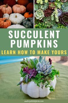 succulent pumpkins are the perfect way to make your garden look like fall