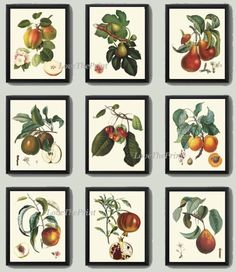 six framed pictures with fruit on them