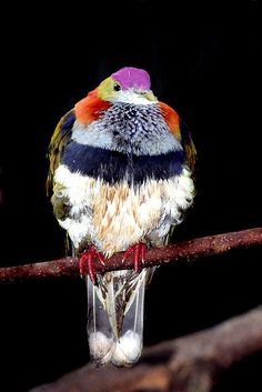 a colorful bird sitting on top of a wooden branch