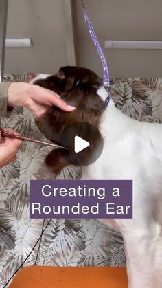 a dog getting his hair cut by someone